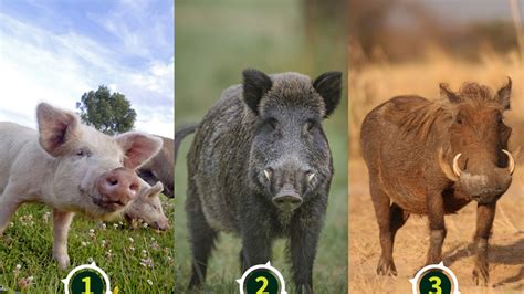 Cochon vs Sanglier : Différence et Comparaison .